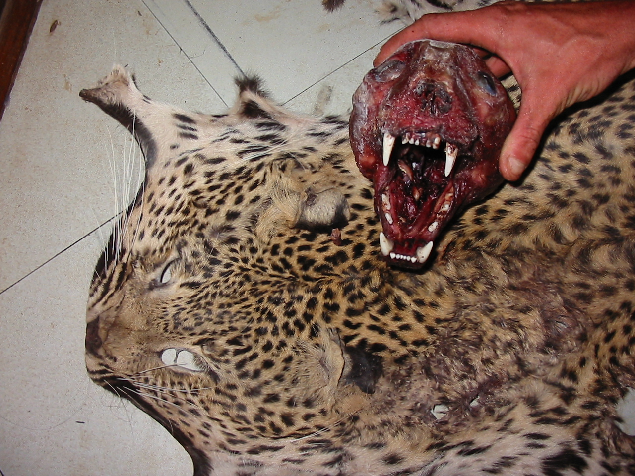 Leopard carcass siezed