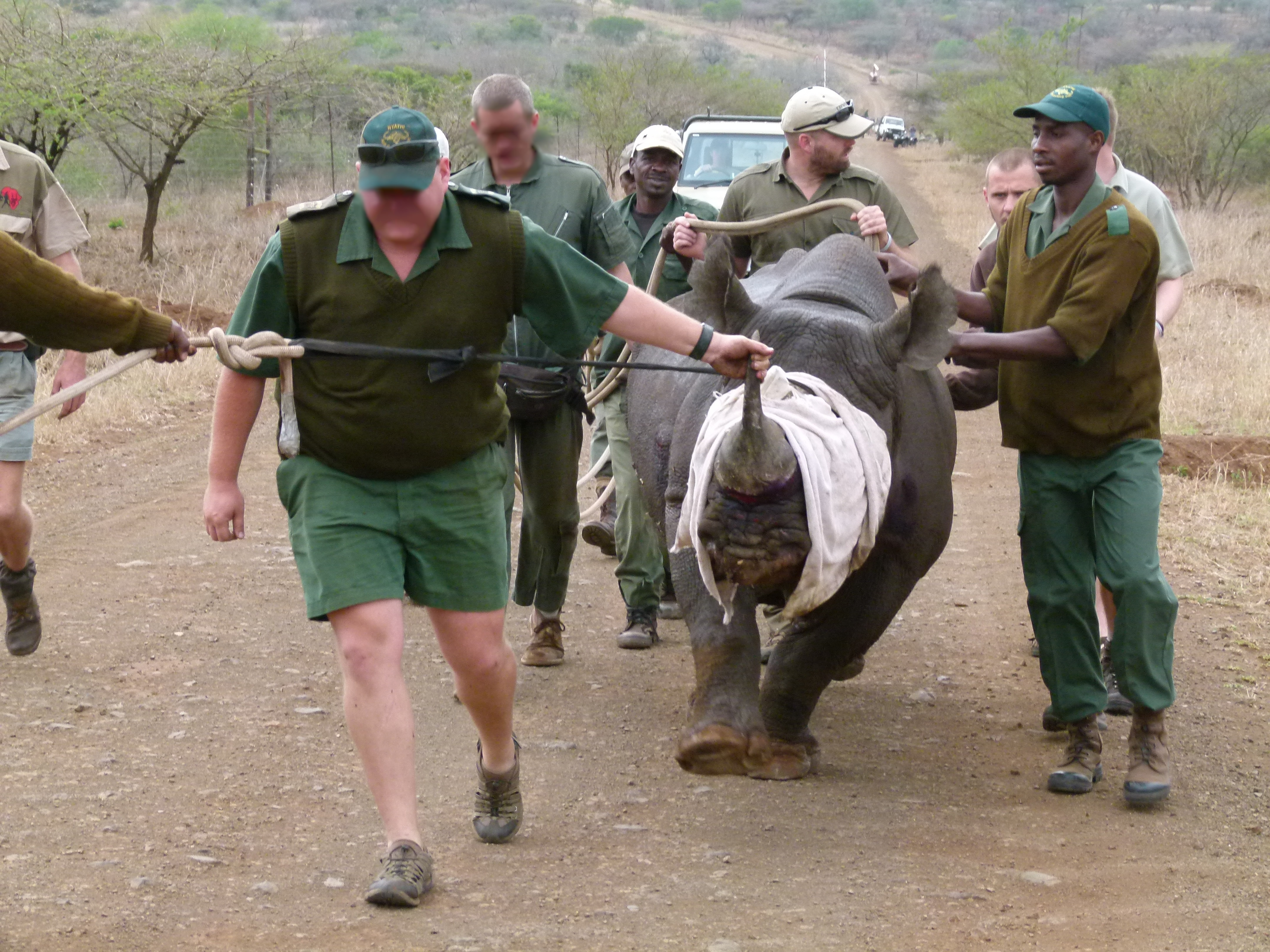 Rhino Capture