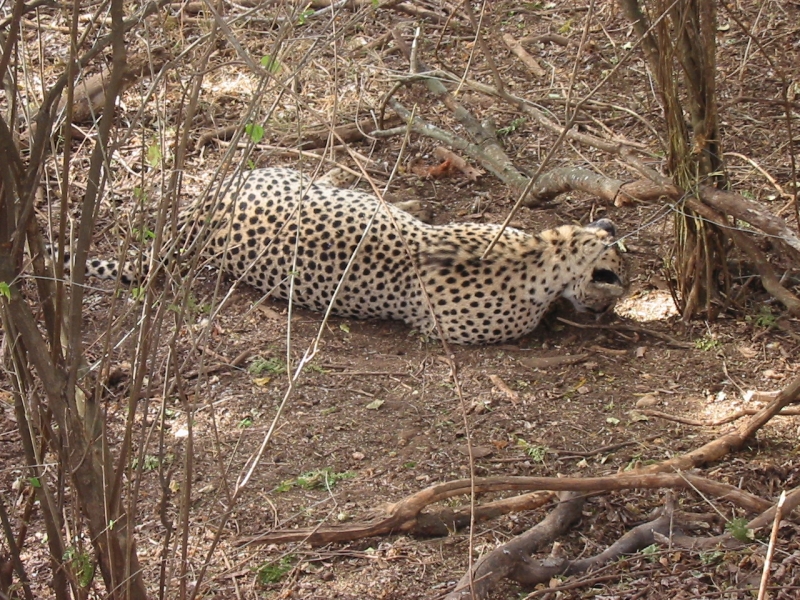 Snared Cheetah