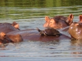 Hippos (8)